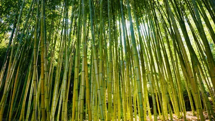 Foto op Canvas Tall bamboo forest background - strength and strong together © My
