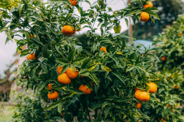 Shot of fresh oranges with dewdrops hanging on the branches