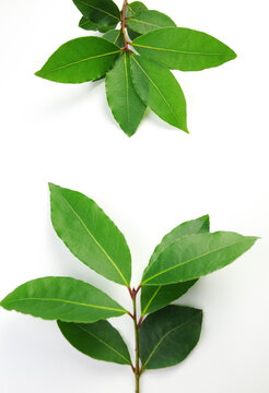 月桂樹の葉 Images Browse 191 Stock Photos Vectors And Video Adobe Stock