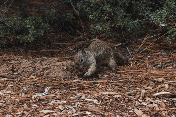 Squirrel on the ground