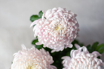 A bouquet of huge light pink chrysanthemum morifolium flowers