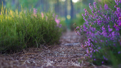 Macro de bruyères dans la forêt des Landes de Gascogne