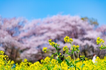 lavender field in spring