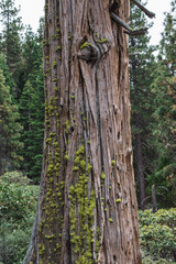 Tree trunk in the forest