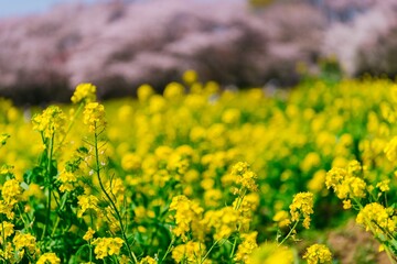 field of yellow flowers
