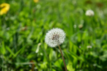 たんぽぽの綿毛