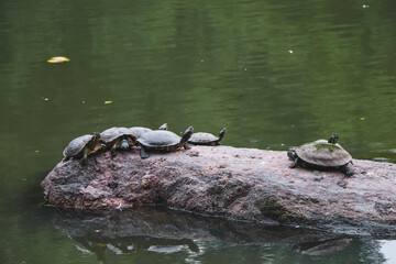 Naklejka na ściany i meble turtles in the water