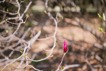 red and yellow flower