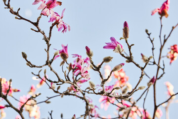 Branches of a pink Loebner Magnolia (Leonard Messel, Magnolia loebneri) in bloom.