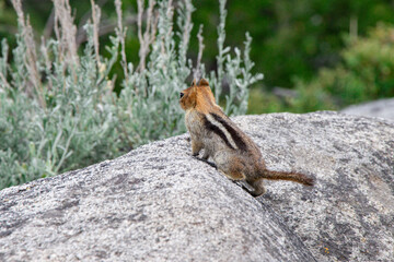 Chipmunk in the park