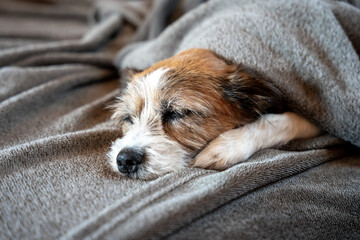 Ein kleiner schlafender Terrier Hund liegt in eine Decke gewickelt auf einem Sofa. Haustier, Tier.