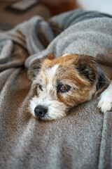 Ein müder kleiner Terrier Hund liegt in eine Decke gewickelt auf einem Sofa im Wohnzimmer. Hygge,...