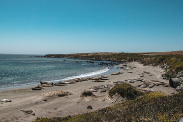 Seals on the beach