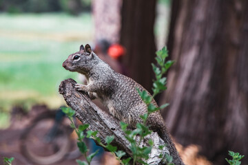 Squirrel in the park