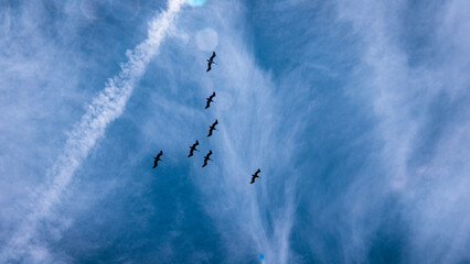 Birds in flight