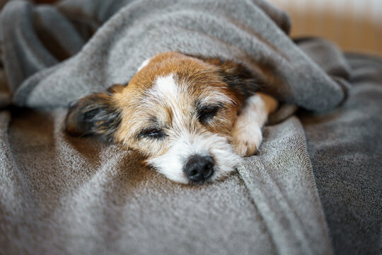 Ein schlafender kleiner Terrier Hund auf einer Couch. Entspannung, Haustier.