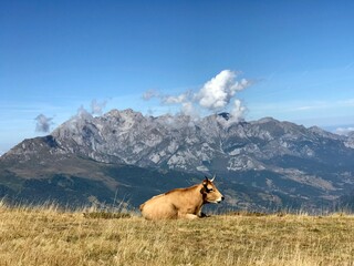 Naklejka premium cow in the mountains