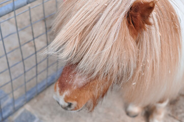 close up of a pony with long bang on farm