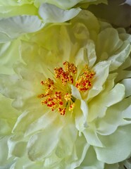 Light yellow and white flowers of hybrid musk rose