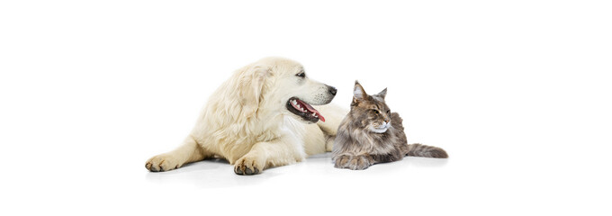 Portrait of beautiful cat and purebred dog isolated on white background. Concept of animal life, friendship, interplay concept. Collage