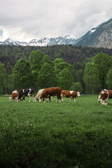 Fototapeta na wymiar Alpine meadows. Alpine cows. Milka Mountain Zugspitze. Bavarian Alps. Germany. Beautiful mountain landscapes are visible from the forest.