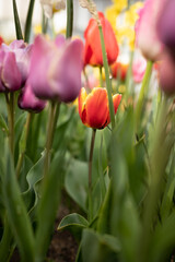 Beautiful colorful tulips in the garden