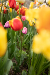 Beautiful colorful tulips in the garden
