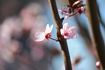 Piękny kolorowy wiosenny kwiat na kwitnący na drzewie owocowym. - obrazy, fototapety, plakaty