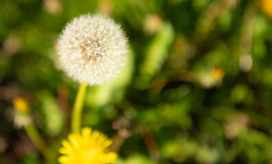 dandelion blowball flower. macro. nature beauty. selective focus and copy space.