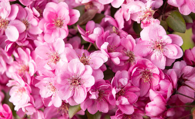 pink flowers background of blooming sakura tree in spring