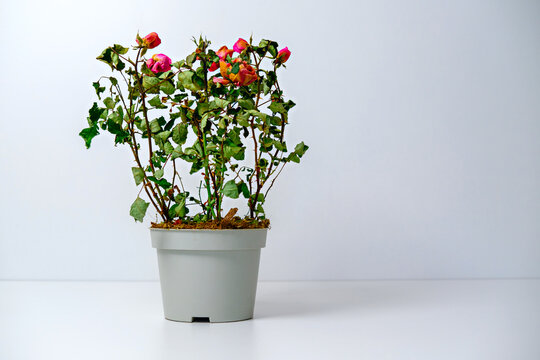 dry withered red roses in pot on white background, improper flower care