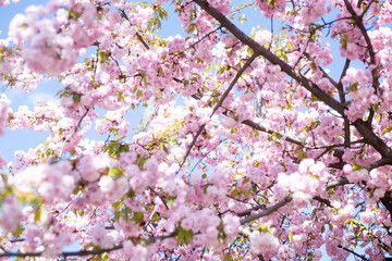 nature background of pink flowers of blooming japanese cherry tree in spring