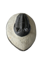Morocco Trilobite Isolated on white © subdivision