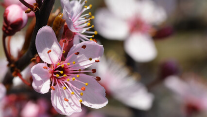 Piękny kolorowy wiosenny kwiat na kwitnący na drzewie owocowym.