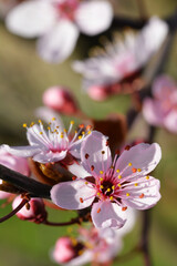 Fototapeta premium Piękny kolorowy wiosenny kwiat na kwitnący na drzewie owocowym.