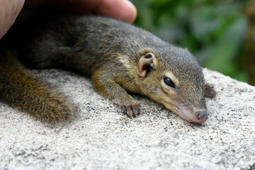 A yellow-brown fur squirrel is injured, a veterinarian conducts an initial check on a white brick fence. 