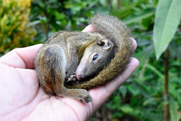 Injured yellow-brown fur squirrel in veterinarian's hand on blurred background. 