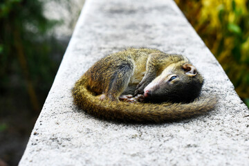 Dead yellow-brown fur squirrel, placed on a white brick fence on a blurred background. 