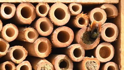 the European orchard bee in an insect hotel