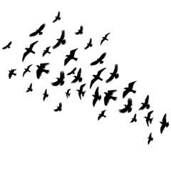 flying birds set silhouette, isolated on white background vector