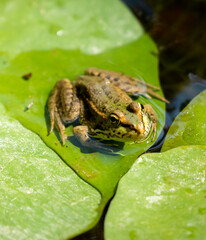 Close-up on a frog standing on a waterlily 