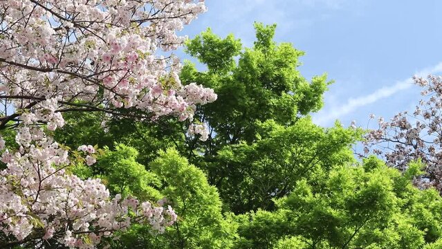 日本の桜と新緑のモミジと青空
