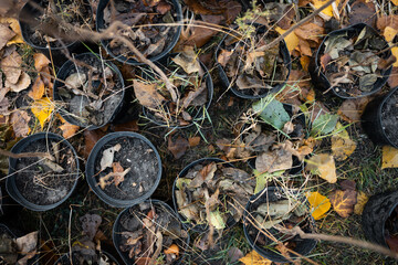 reforestation or set of young trees trunks in pots for planting in fall