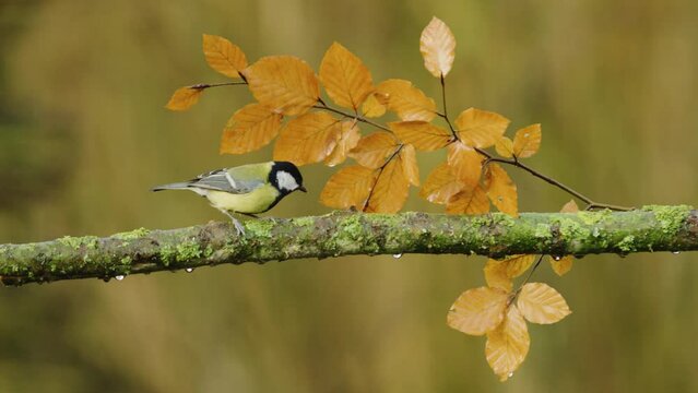 Great tit bird flying on and flying off a branch in a forest. Parus major in wilderness.