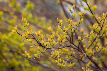 pring background thin spring twigs with young fresh tree buds