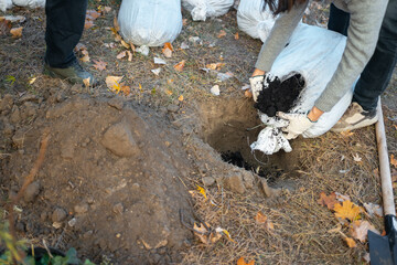Obraz premium closeup of man hand pouring black soil in hole for planting new trees