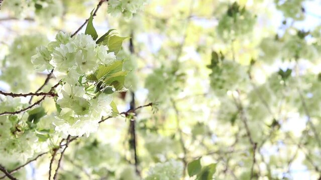 日本のめずらしい桜－御衣黄（ぎょいこう）
