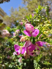 pink flowers in the garden