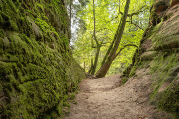 View of the forest ravine