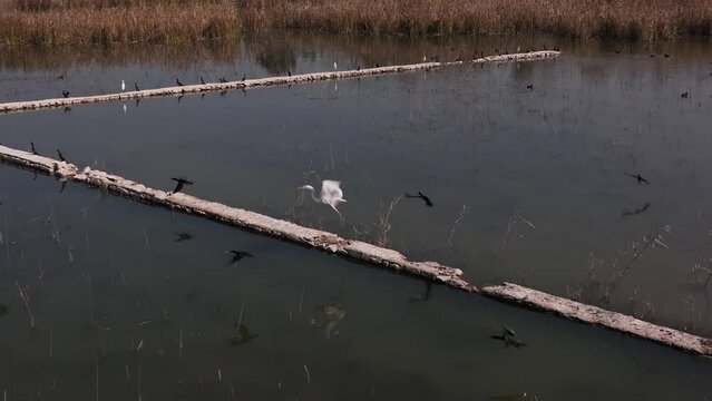 Aerial of bird flying slow motion in kallar kahar. Kallar Kahar is a tourist hotspot, situated about 25 kilometers from the city of Chakwal, in province Punjab, Pakistan